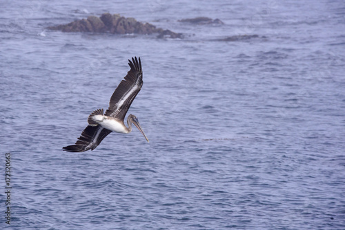 Brown pelican over Monterey bay