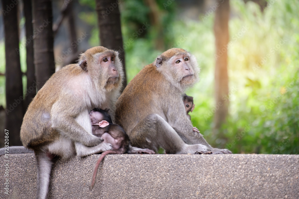 monkey monkey