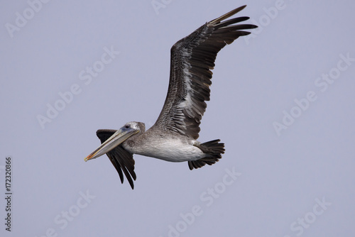 Brown pelican close up