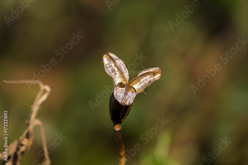 Iris Flower Pod Dry