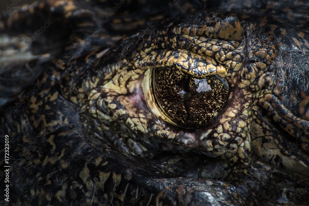Fototapeta premium Auge eines Brillenkaimans in den Pampas am Rio Yacuma (südwestliches Amazonasgebiet, Beni, Bolivien)