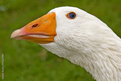 portrait of white goose