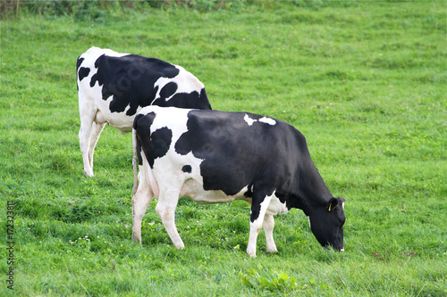 Cows on green meadow. Agriculture industry, livestock farming.  