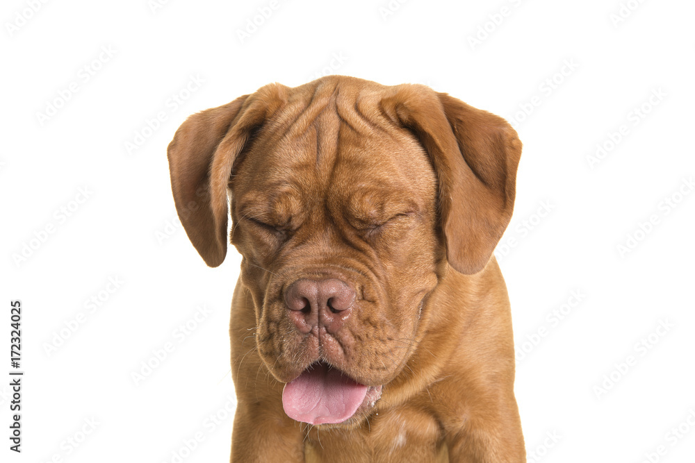 Dogue de bordeaux dog portrait with its eyes closed looking away from the camera on a white background