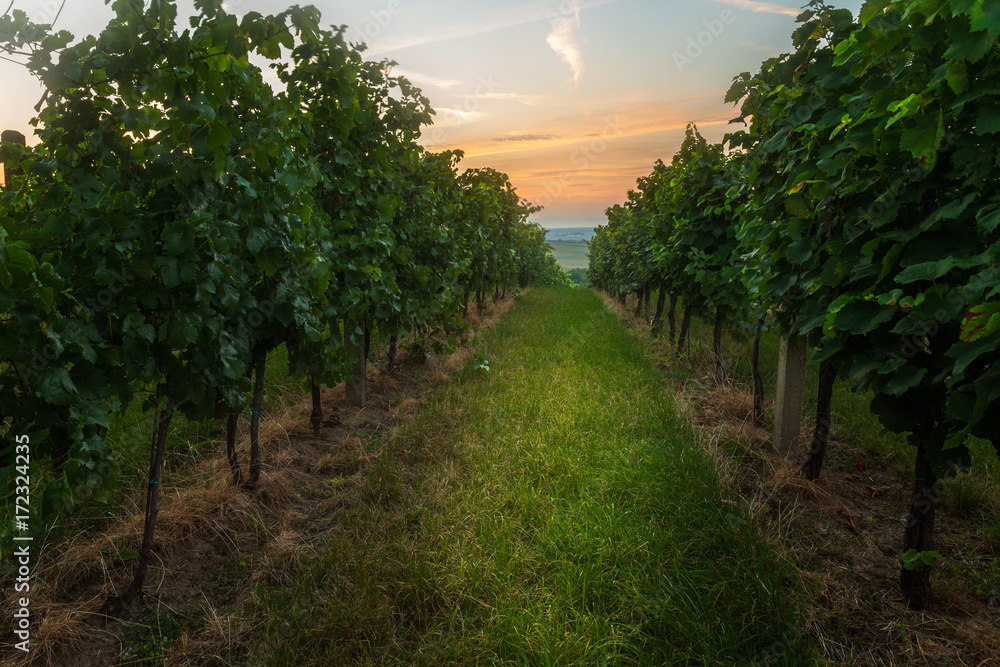 Vineyards in the Southern Moravia