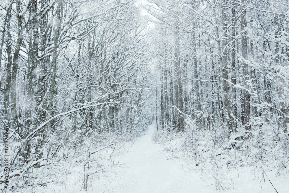雪の森林、冬の風景。 雪の森林、冬の風景。