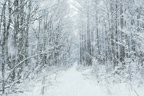 雪の森林、冬の風景。