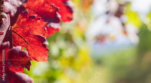 Red leaves close up in the autumn vineyard 
