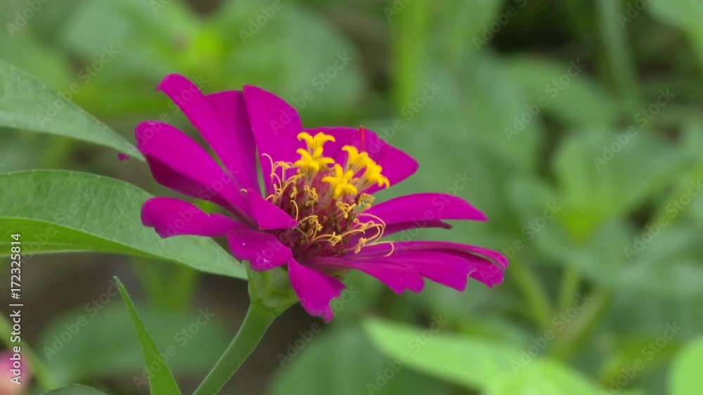 close up pink zinnia elegans in garden close up pink zinnia elegans in garden