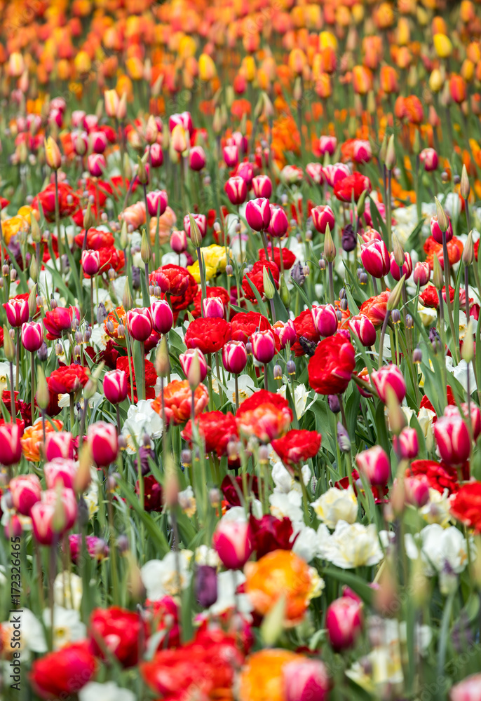 colorful tulips flowers blooming in a garden colorful tulips flowers blooming in a garden