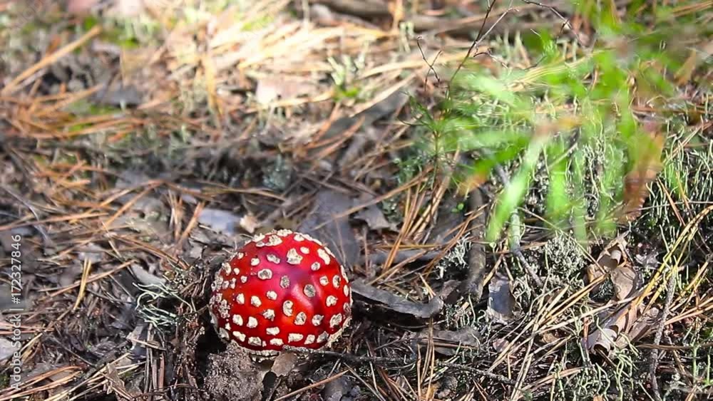 Close-up picture of a Amanita poisonous mushroom in nature. Toadstool, close up of a poisonous mushroom in the forest with copy space. Close-up picture of a Amanita poisonous mushroom in nature. Toadstool, close up of a poisonous mushroom in the forest with copy space.