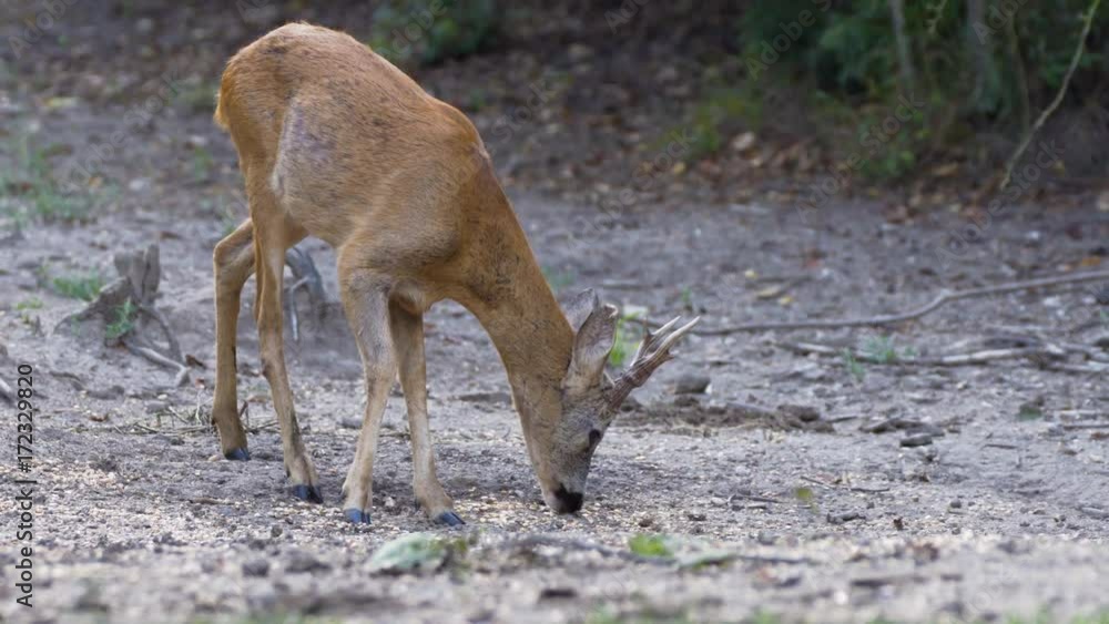 Roe buck feeding in the forest Roe buck feeding in the forest