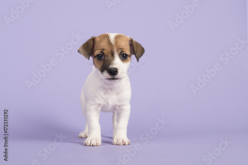 Cute jack russel terrier puppy looking at the camera seen from the front standing on a purple background © Elles Rijsdijk