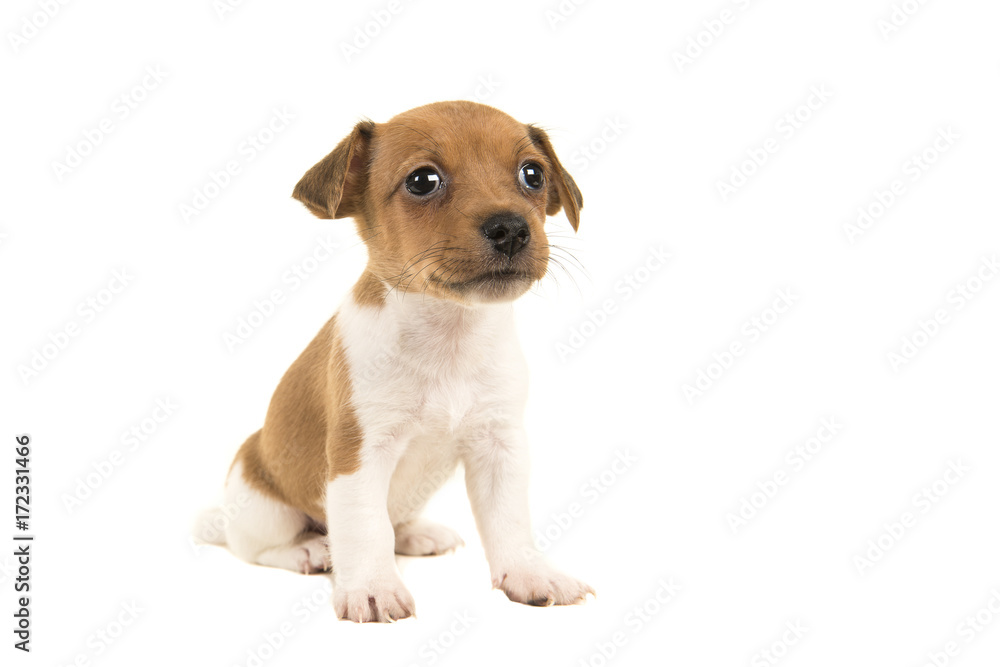 Cute brown and white jack russel terrier puppy sitting isolated on a white background