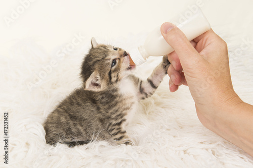 Fototapeta Naklejka Na Ścianę i Meble -  Sitting three weeks old tabby kitten being hand fed with a bottle of milk on a white fur background