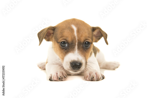 Cute brown and white jack russel terrier puppy lying on the floor seen from the front facing the camera isolated on a white background