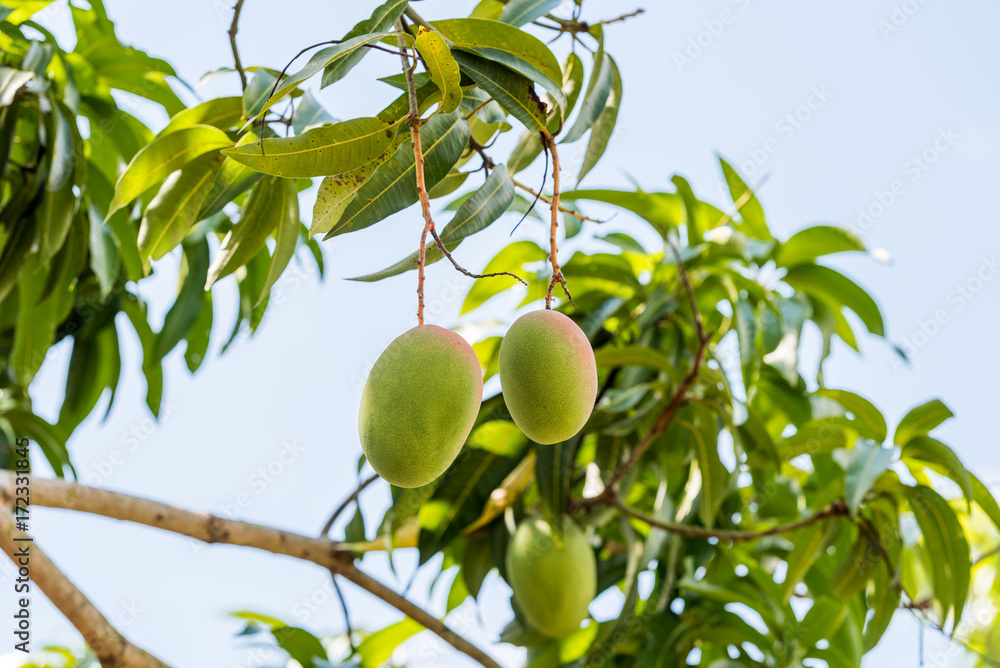 Fruits of mango on a branch of a tree with a blurred background, Vinales, Pinar del Rio, Cuba. Close-up.