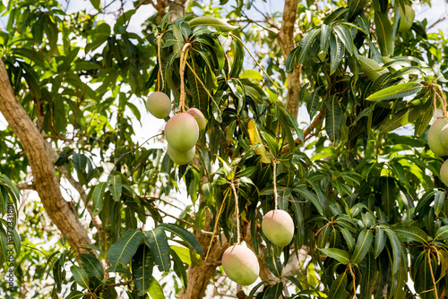 Foto View of a tree with mangoes, Vinales, Pinar del Rio, Cuba.