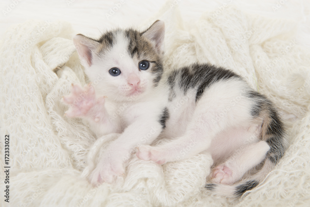 Cute tabby and white baby cat lying on its back playing on a off white background