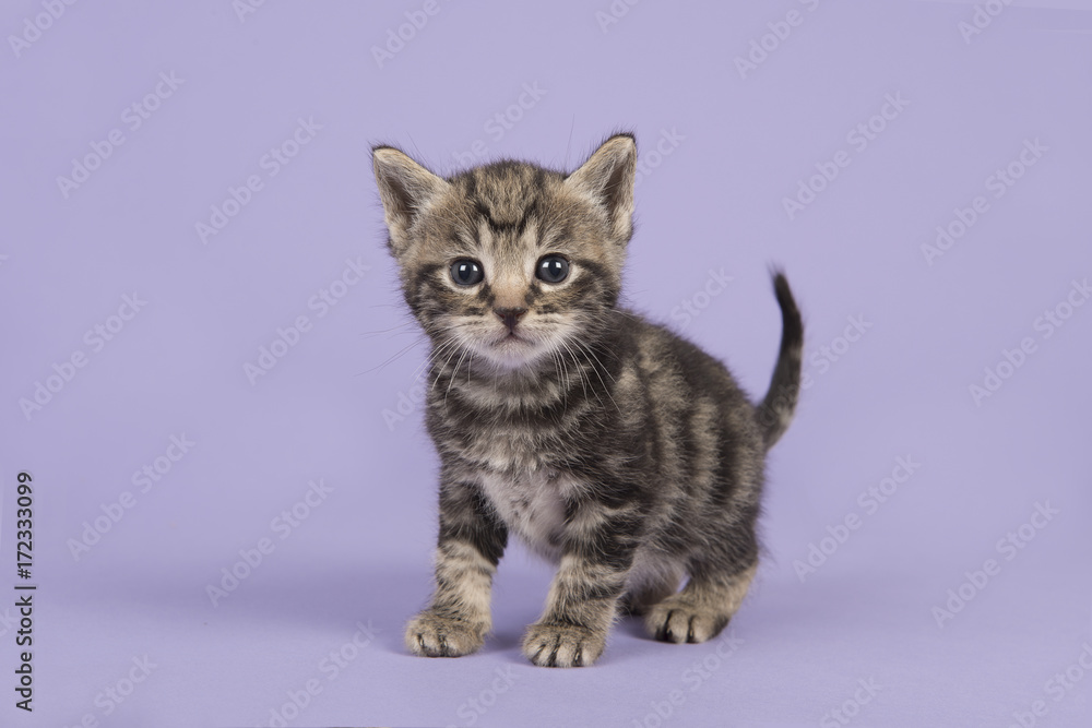 Cute tabby baby cat kitten walking towards the camera on a lavender purple background