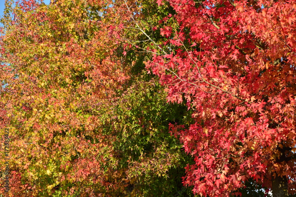 Italian Maple trees in autumn Italian Maple trees in autumn