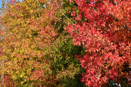 Italian Maple trees in autumn © NG8