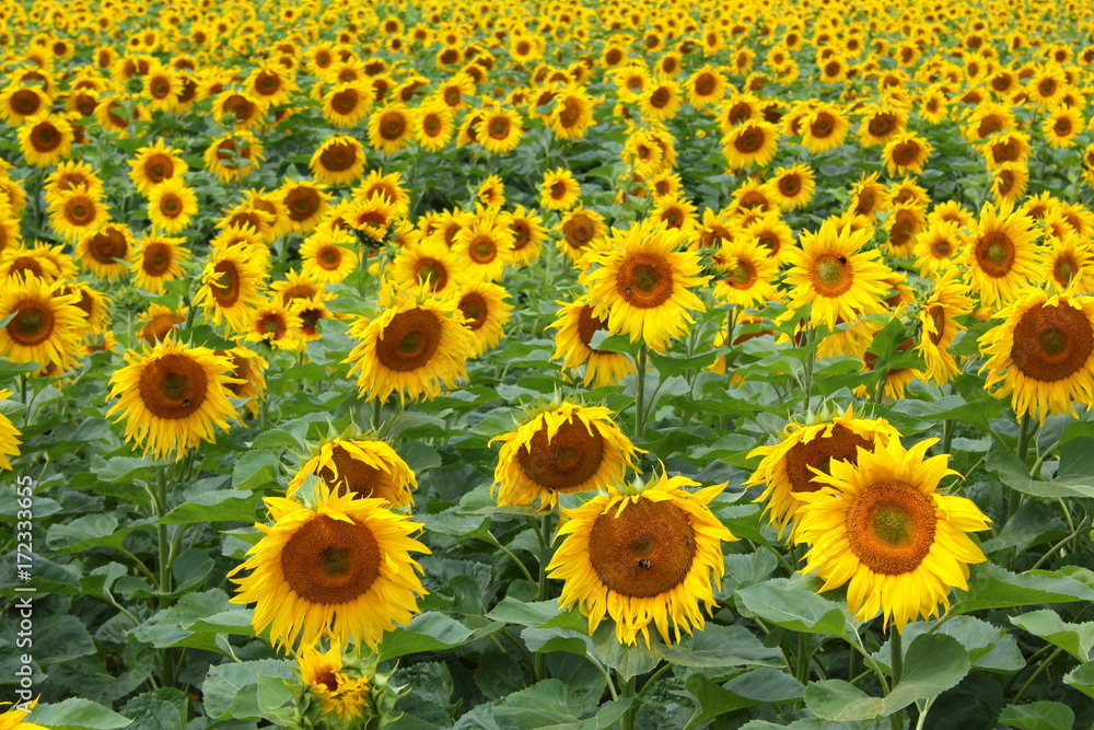 field with common sunflowers (Helianthus annuus) field with common sunflowers (Helianthus annuus)