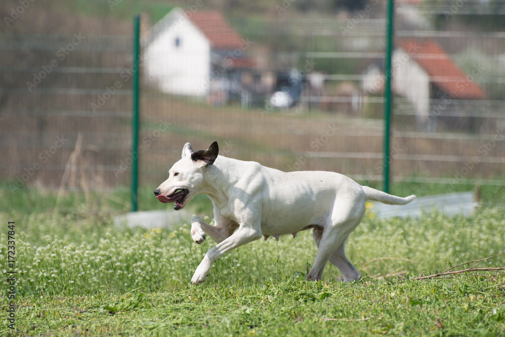 Injured white dog during a socialization training on dogs shelters playground