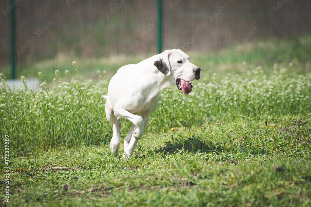 Handicapped white dog from dogs shelter during a walk