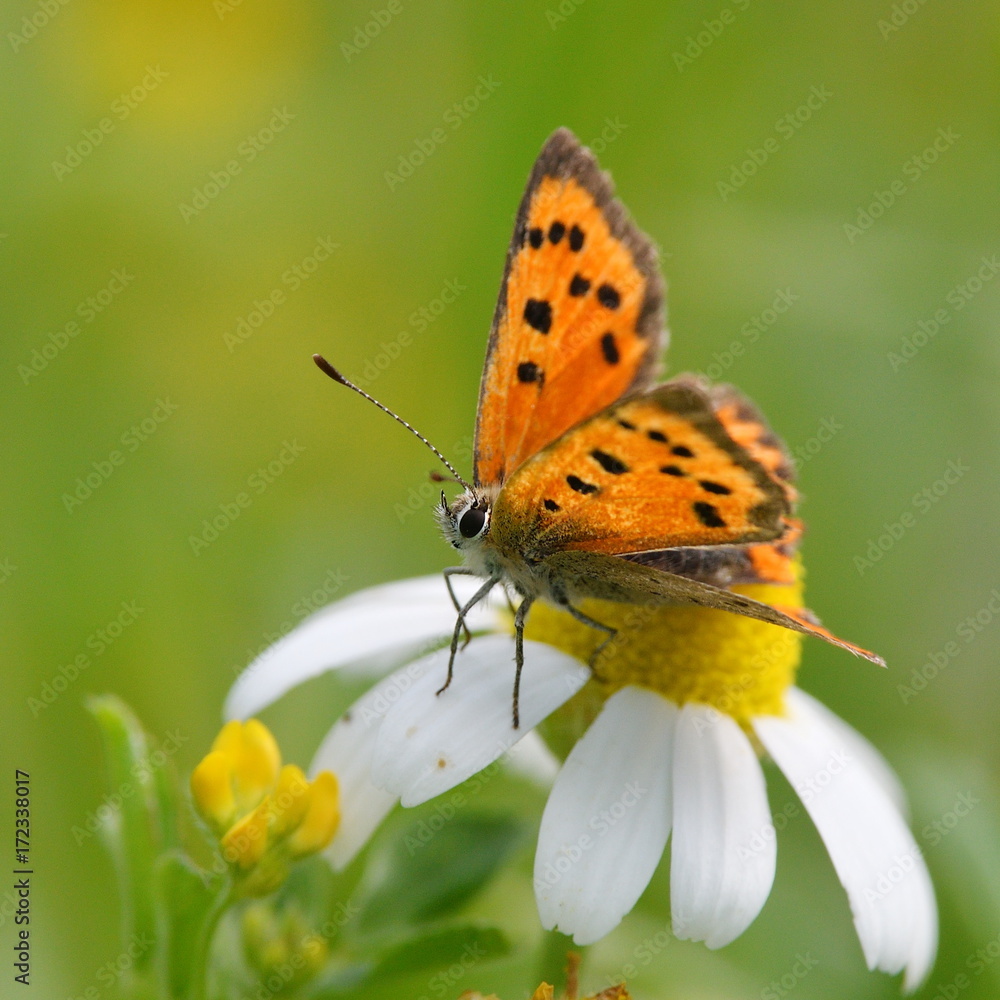 butterfly (lycaena dispar) in natural habitat , sitting on white flower butterfly (lycaena dispar) in natural habitat , sitting on white flower