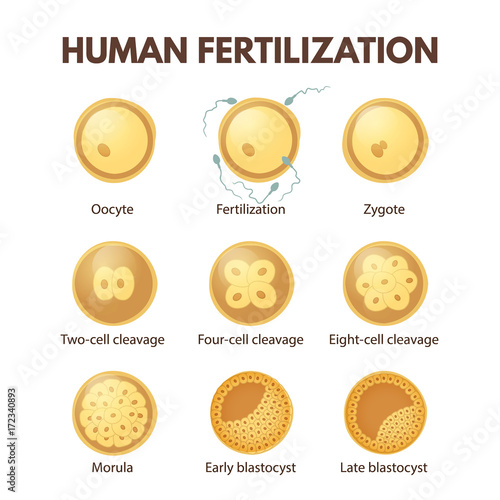 Human fertilization