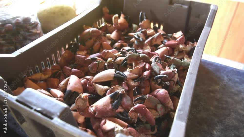 jaiba, cangrejo, centola