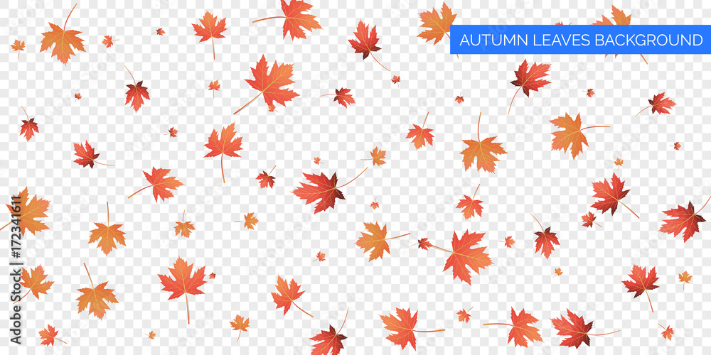 Autumn background design. Autumn falling leaves on transparent background.  Vector autumnal foliage fall of maple leaves. Stock Vector | Adobe Stock