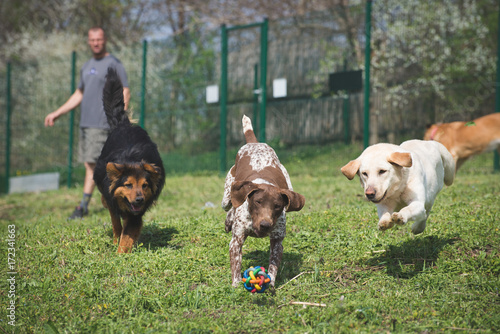 Foto Dogs chase a ball thrown by their trainer