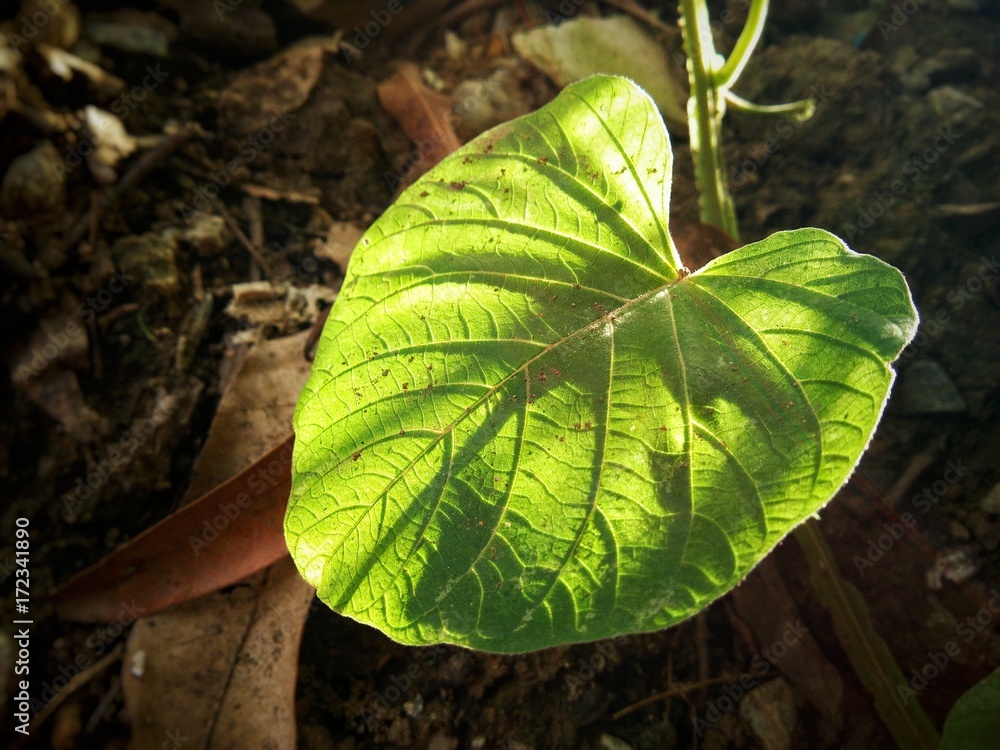 light thru on green vine leaf look like leaf with aura at noon ,concept  perfect nature with copy space Stock-Foto | Adobe Stock