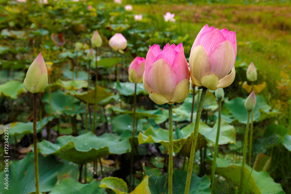 Twin Lotus Flowers Brightly Bloom in a Natural Tropical Pond in Asia Twin Lotus Flowers Brightly Bloom in a Natural Tropical Pond in Asia