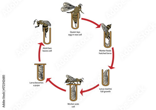 Vector life cycle of bee