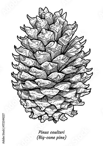 Big-cone pine illustration, drawing, engraving, ink, line art, vector