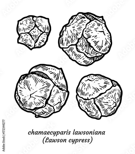 Lawson cypress illustration, drawing, engraving, ink, line art, vector