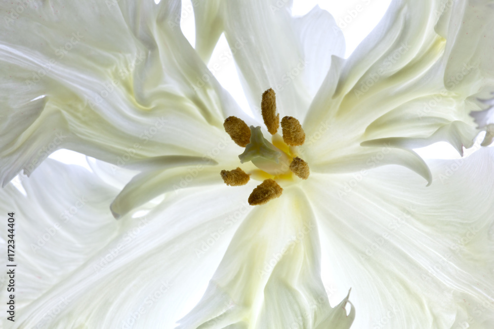 tulip tulip