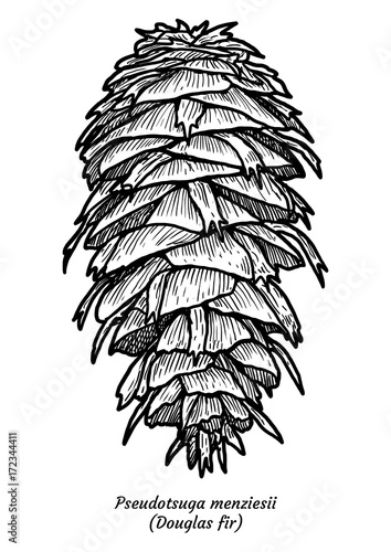 Douglas fir illustration, drawing, engraving, ink, line art, vector