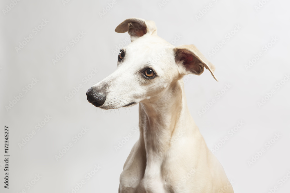 studio portrait of a beautiful whippet dog