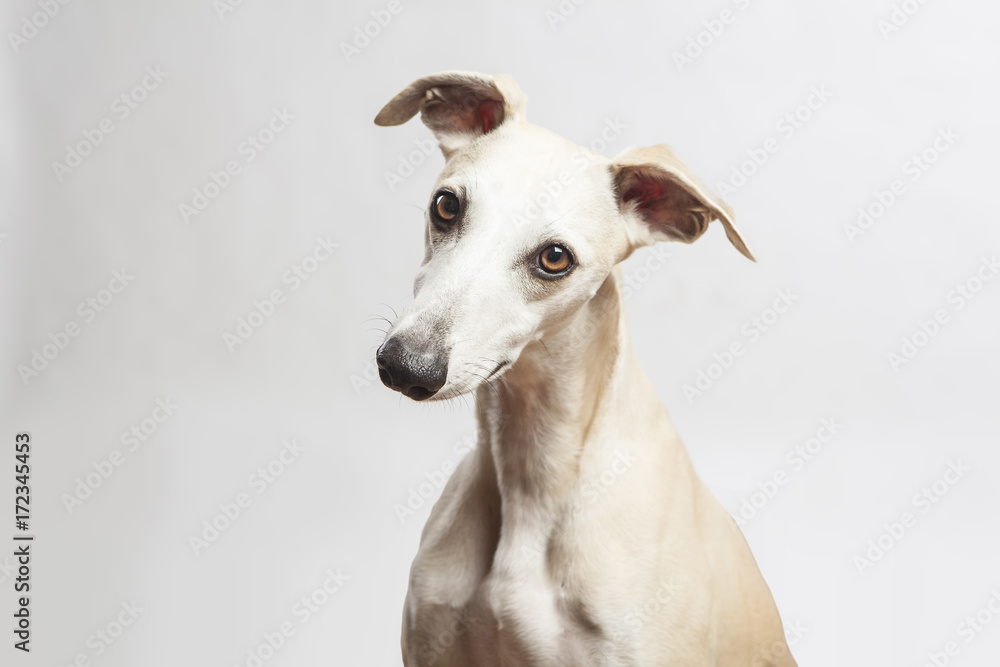 studio portrait of a beautiful whippet dog