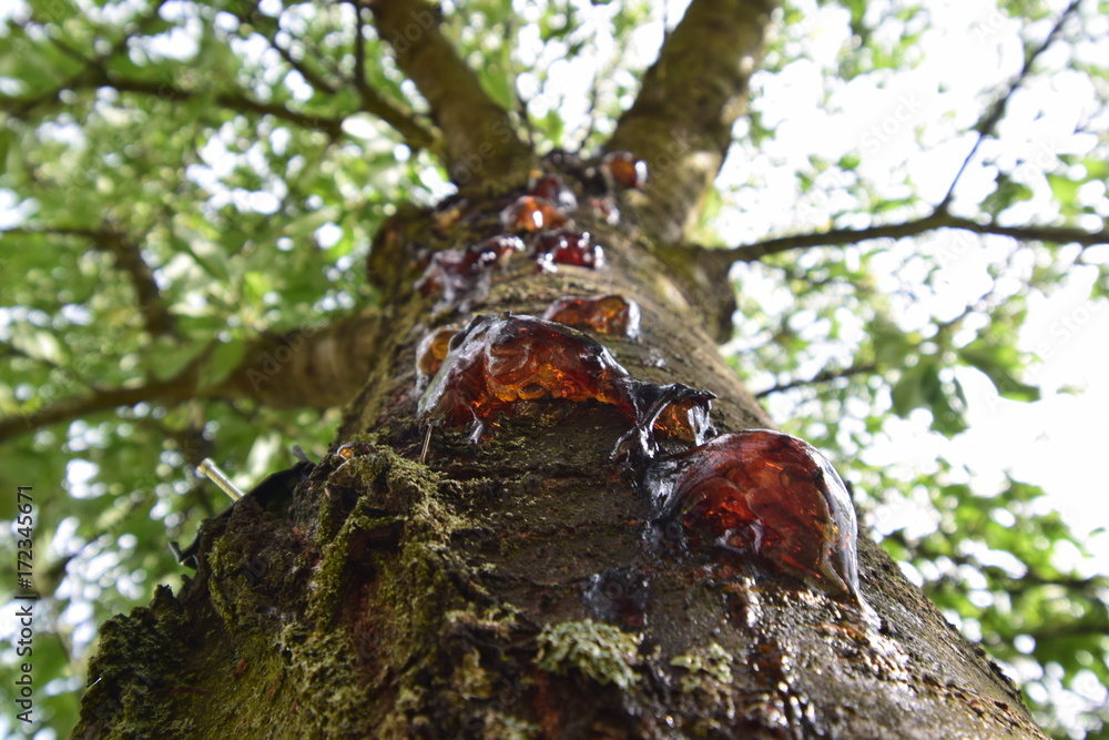 Sweet amber tears of the cherry tree Sweet amber tears of the cherry tree