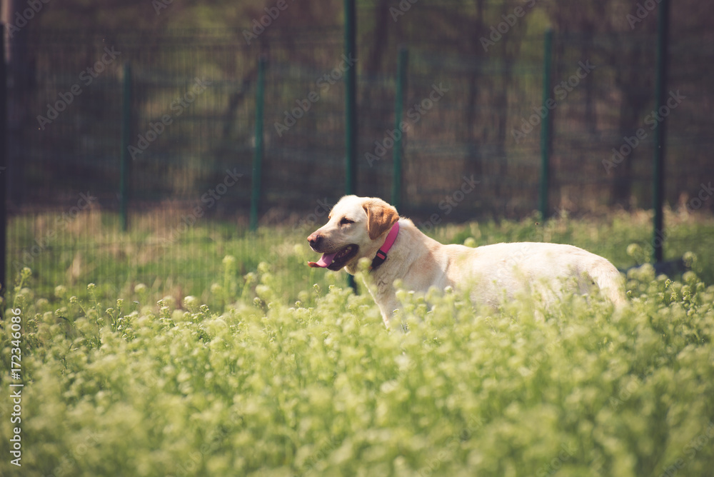 Beautiful Labrador retriever in a tall grass