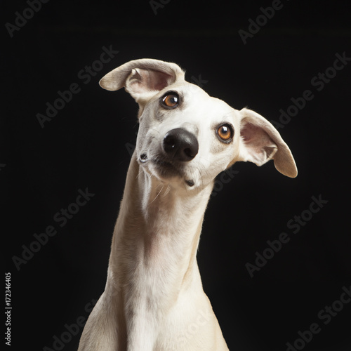 studio portrait of a beautiful whippet dog
