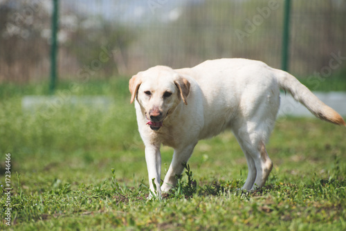 Dog during a walk