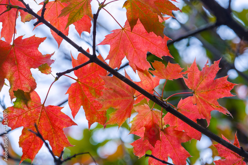 Red maple leaves on a branch