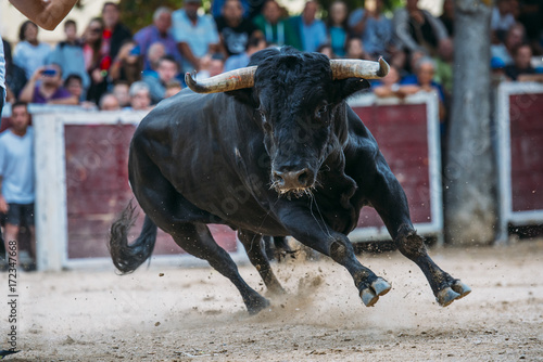 Bull running in the bullring photo