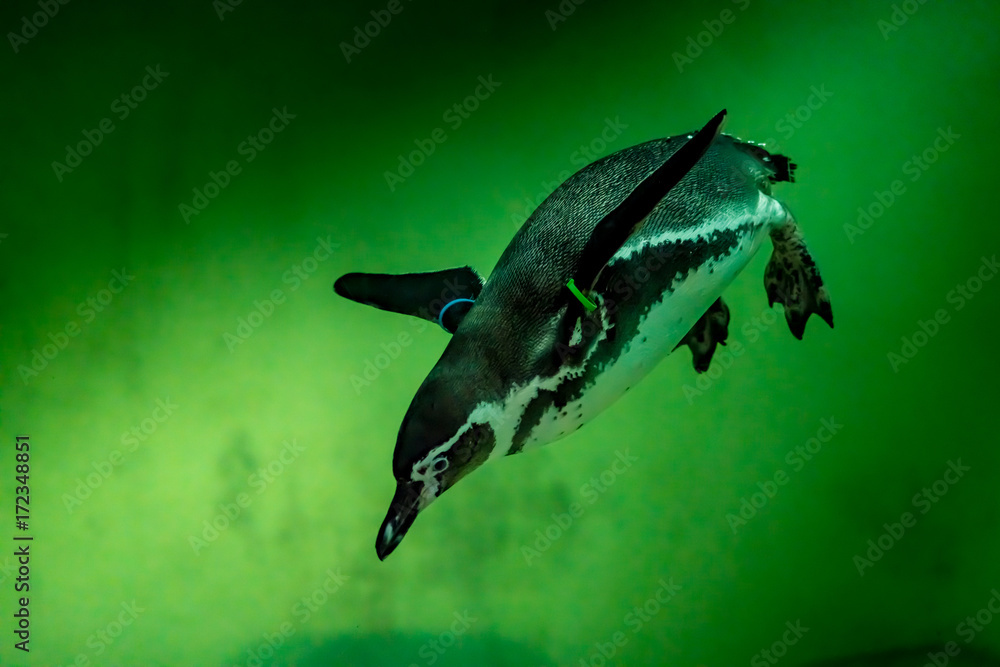 Fototapeta premium Penguin in green water